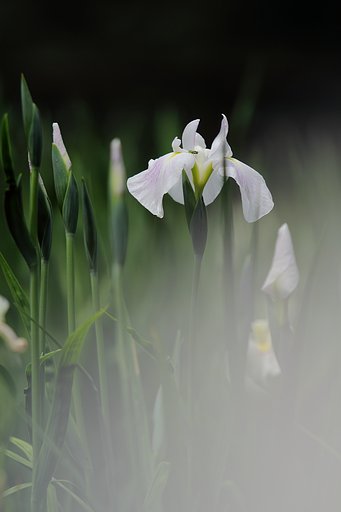 昼時の花菖蒲