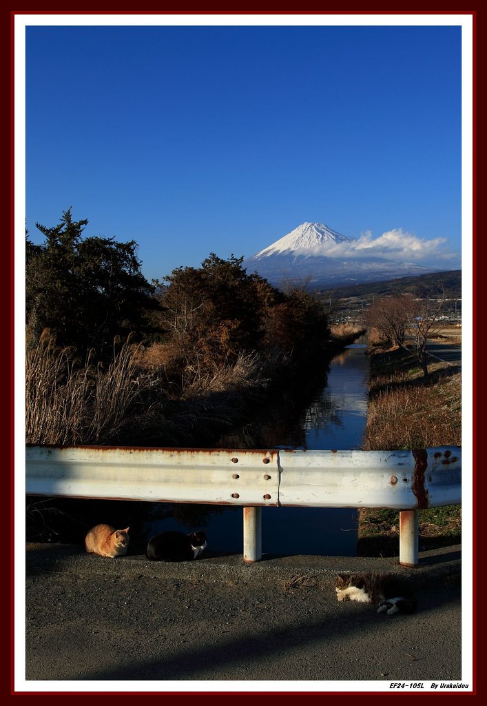 野良猫と富士山