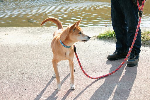 琉球犬