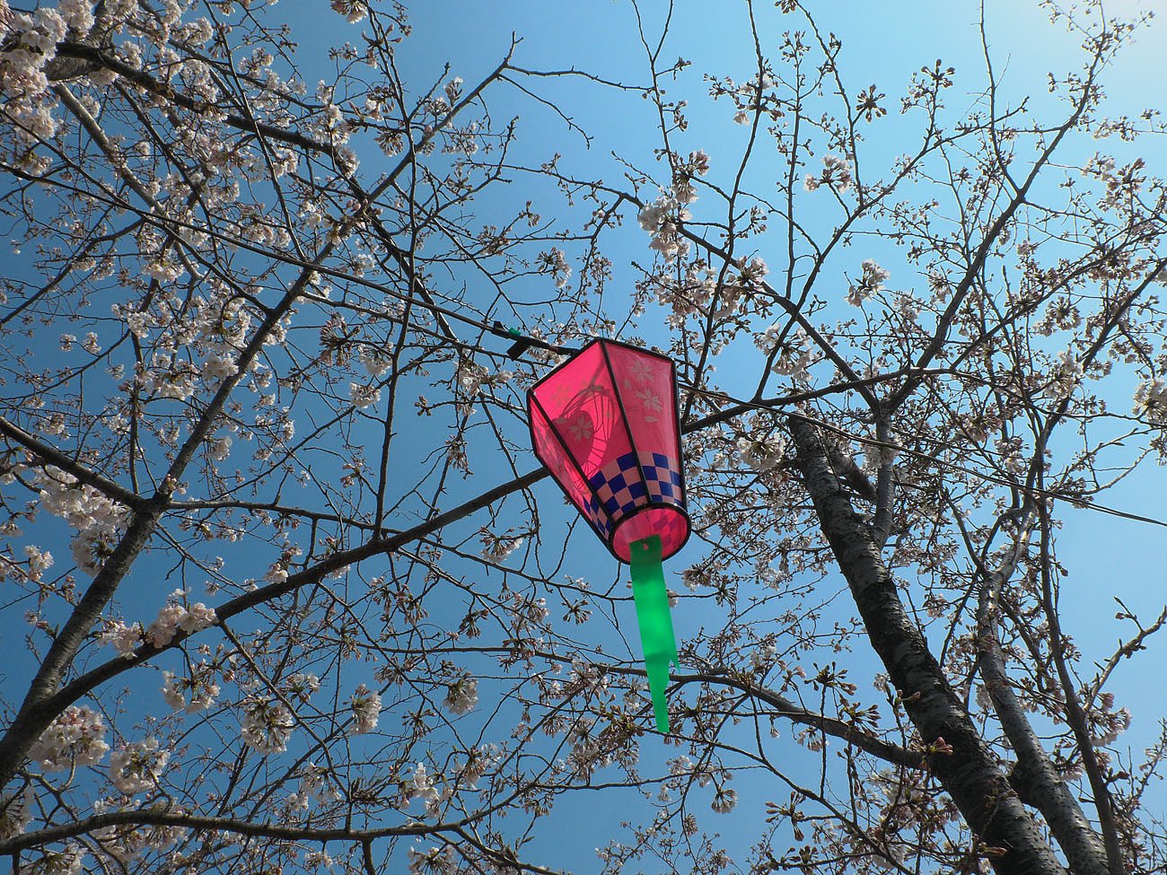 花見の季節