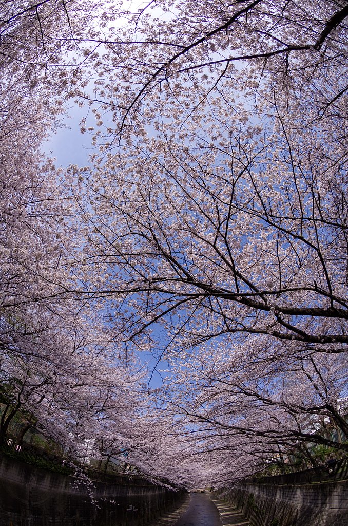 石神井川の桜