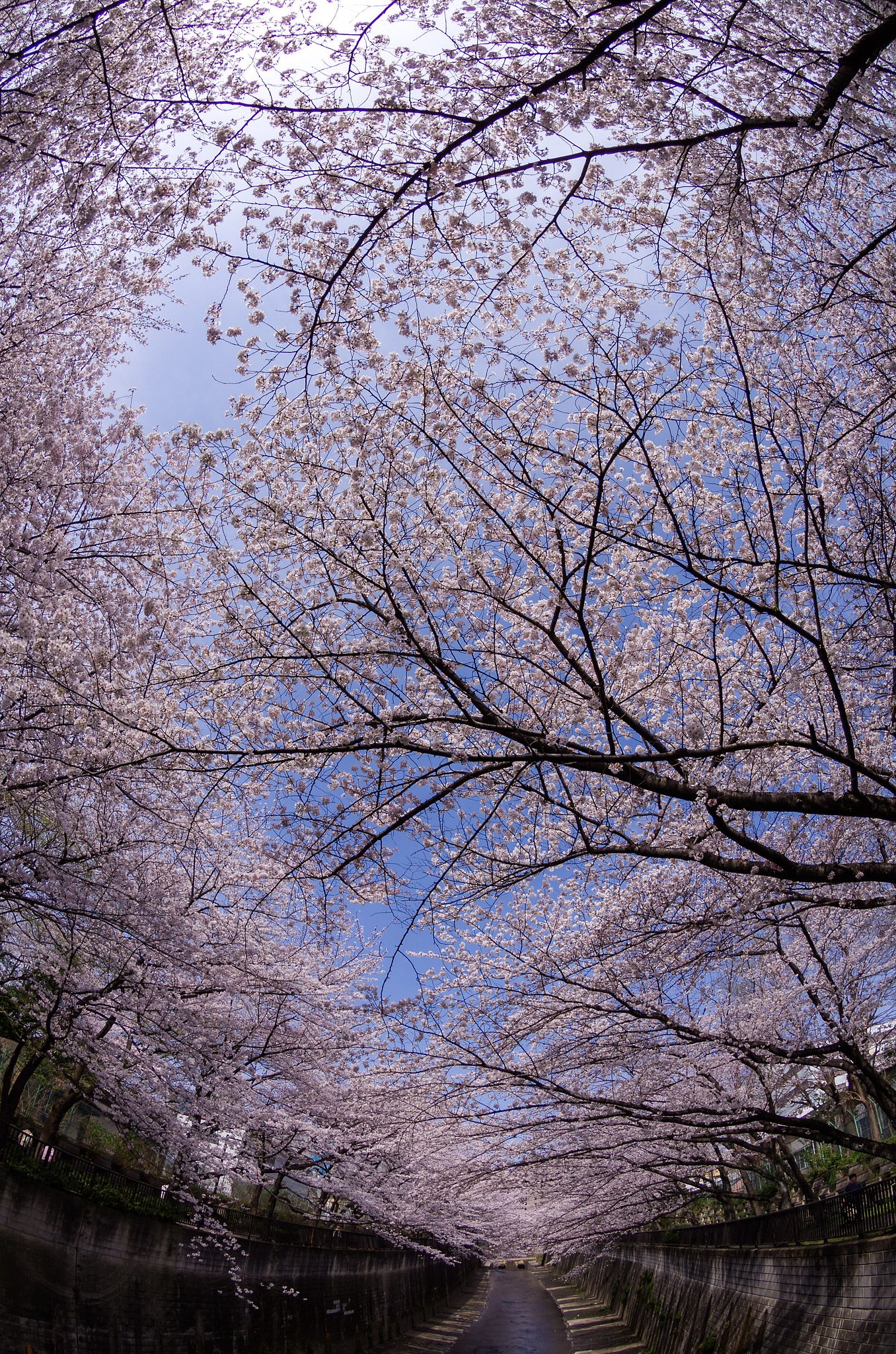 石神井川の桜