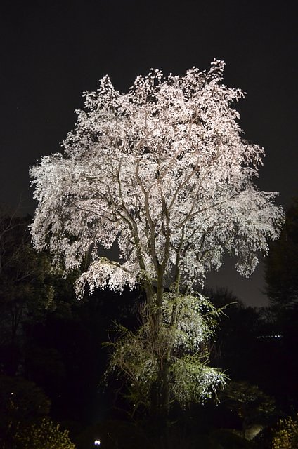 六義園ライトアップ