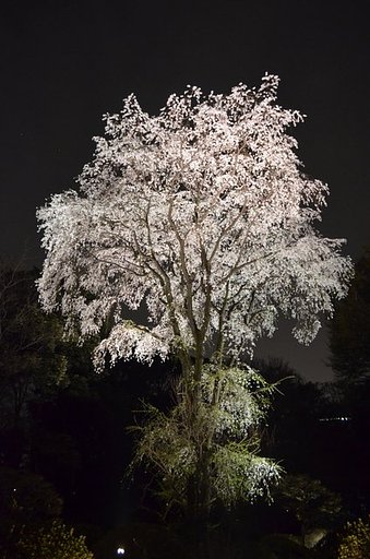 六義園ライトアップ