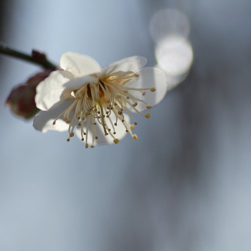 白梅開花♪