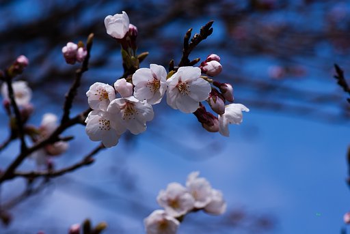 ソメイヨシノが開花・・。