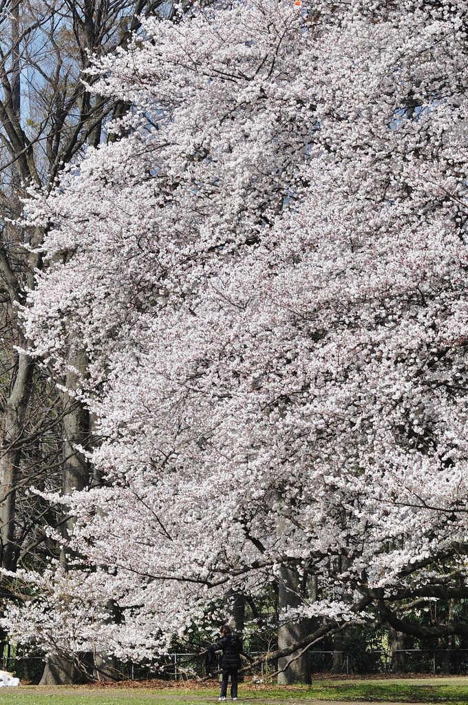 砧公園の桜