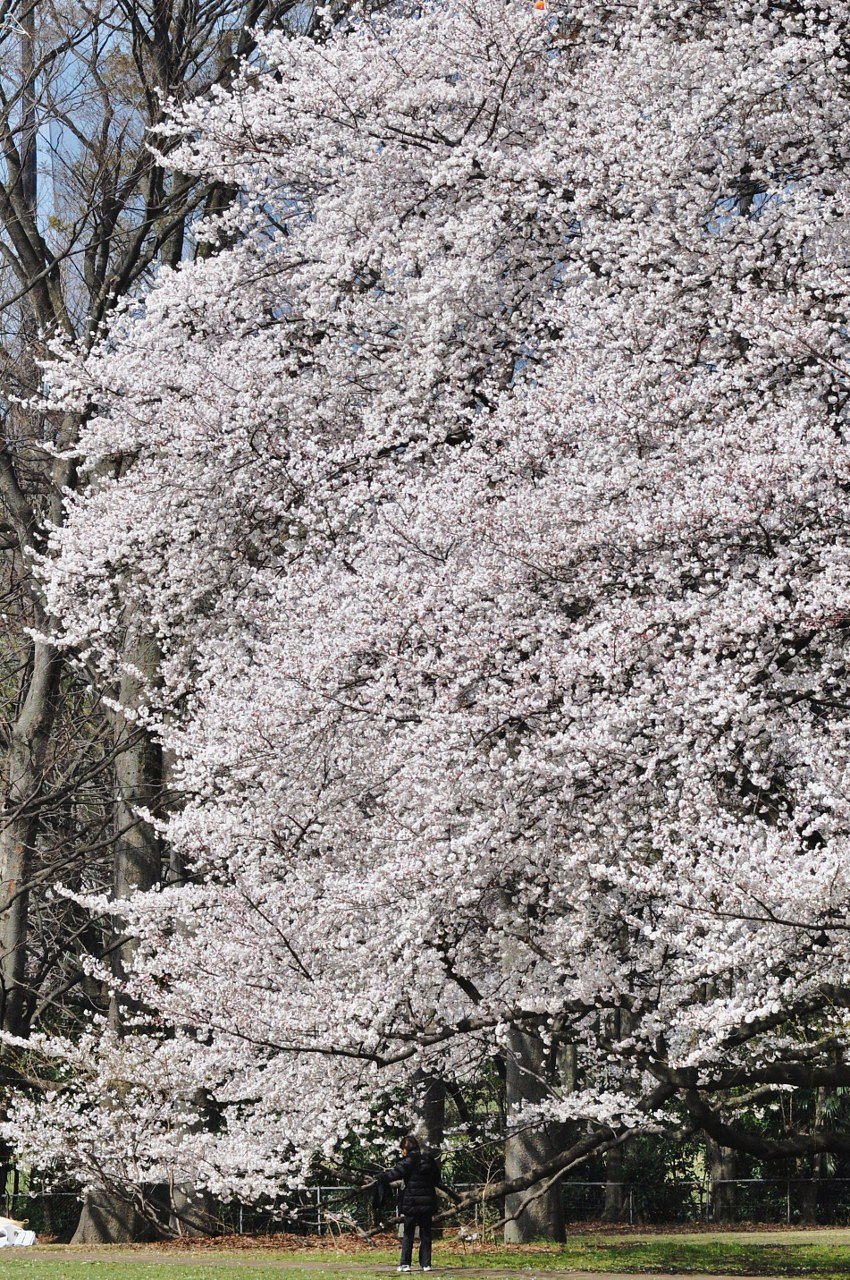 砧公園の桜