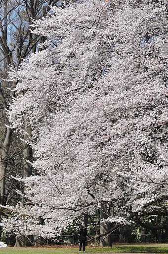砧公園の桜