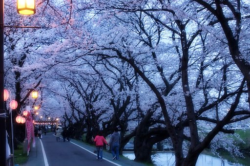 桜トンネル【香】る 