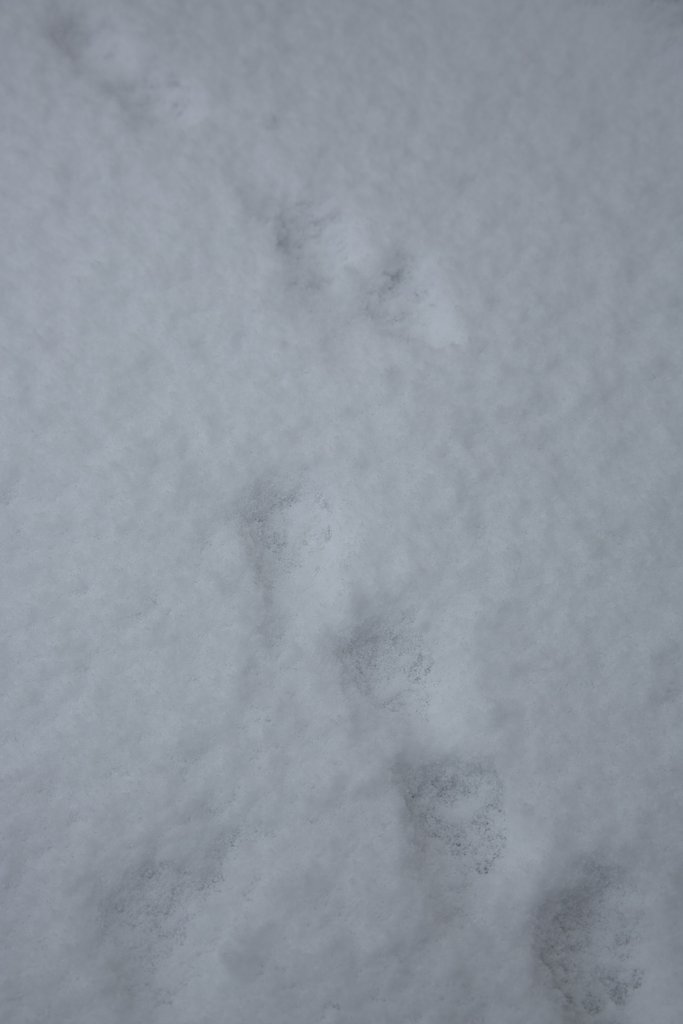 雪の日の朝