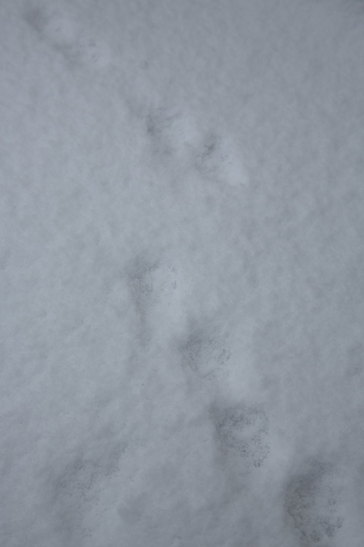 雪の日の朝