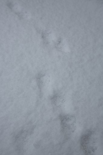 雪の日の朝
