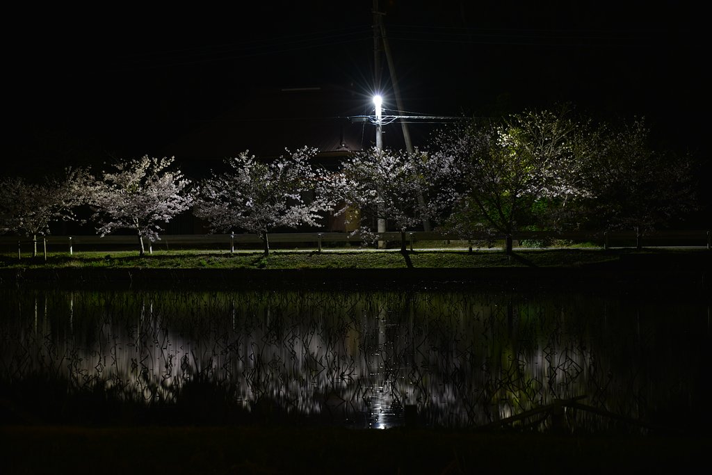 夜桜