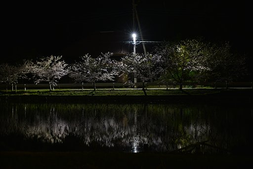 夜桜
