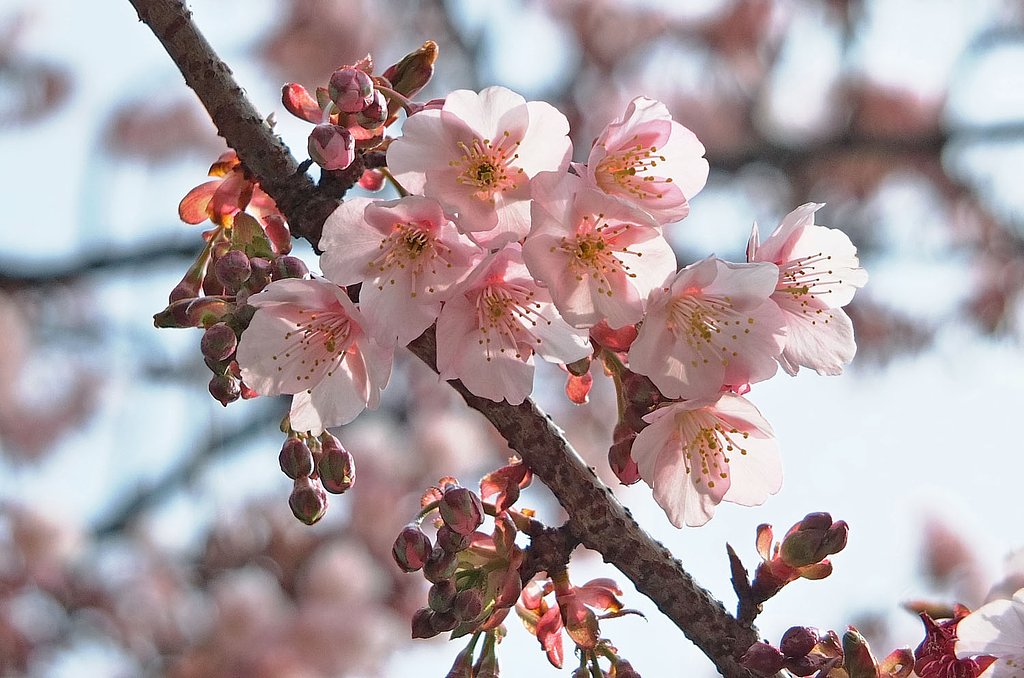 公園で一案早咲きの