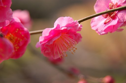 紅梅