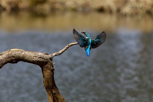 カワセミ