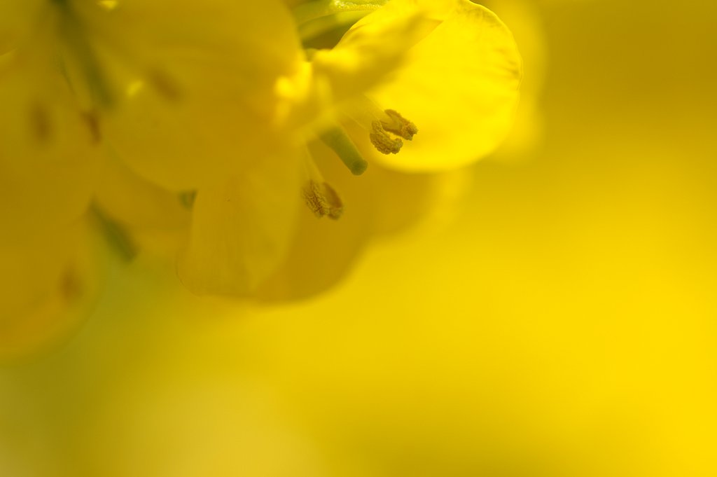 Spring Yellow