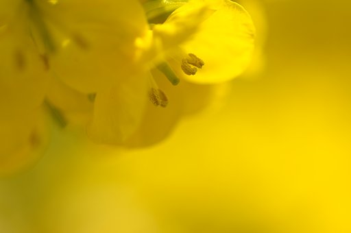 Spring Yellow