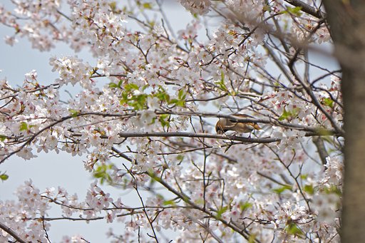 シメ桜