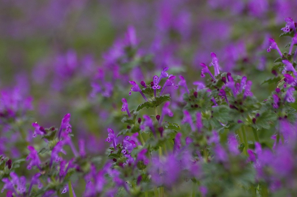 あぜ道の花今時＃３