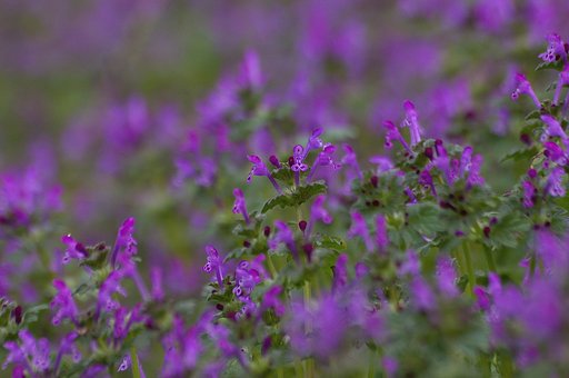 あぜ道の花今時＃３