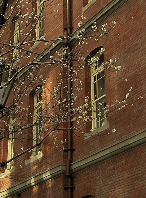 桜と煉瓦