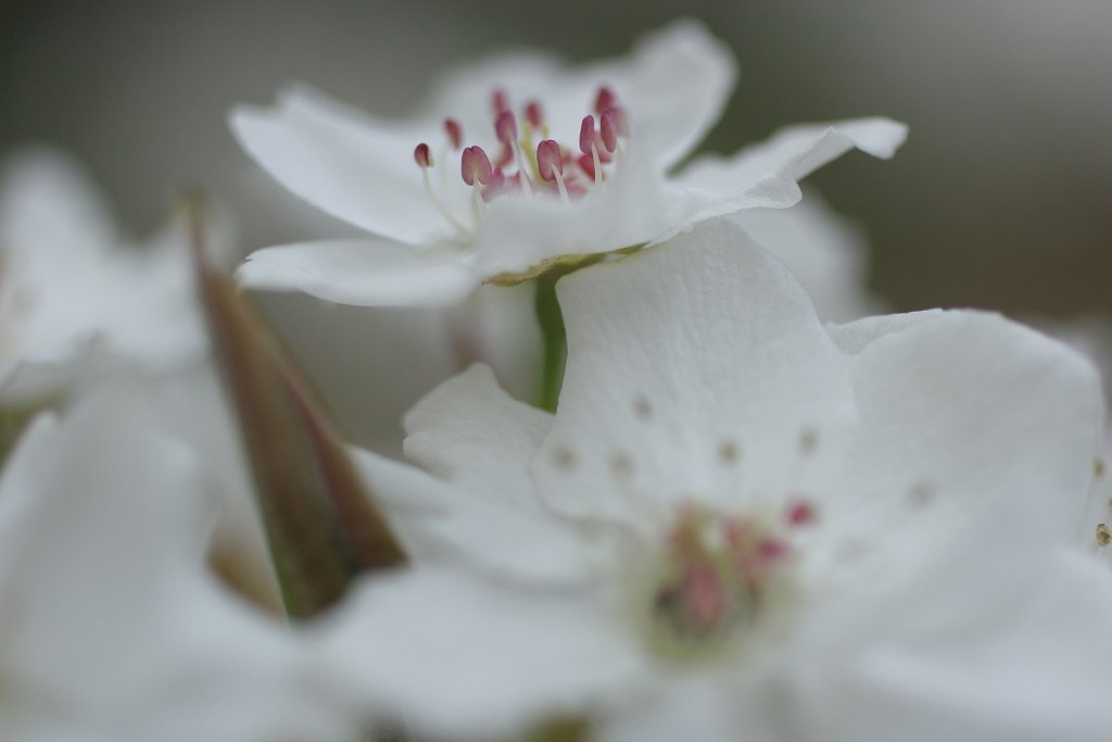 ナシの花