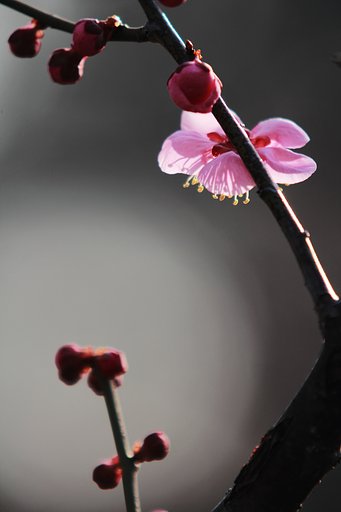 早春の夢
