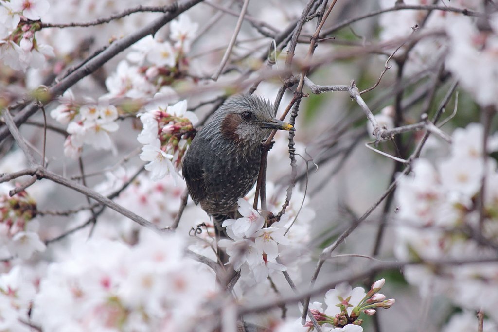 桜ヒヨり