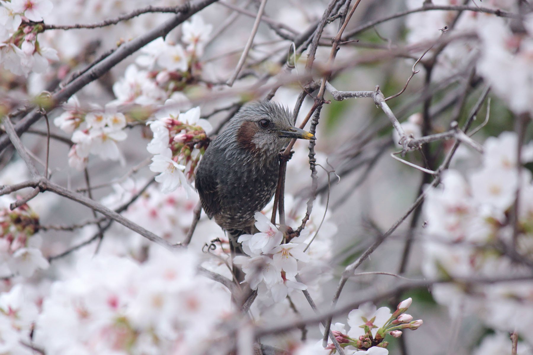 桜ヒヨり