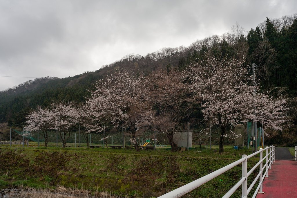 サクラが咲いたのに・・。