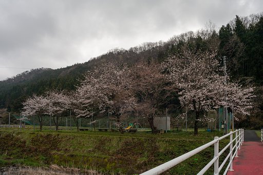 サクラが咲いたのに・・。