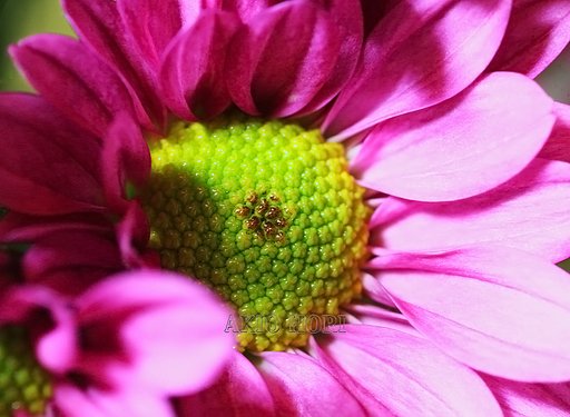 問題児？MP−E65ミリF2,8マクロレンズで試し撮りです。