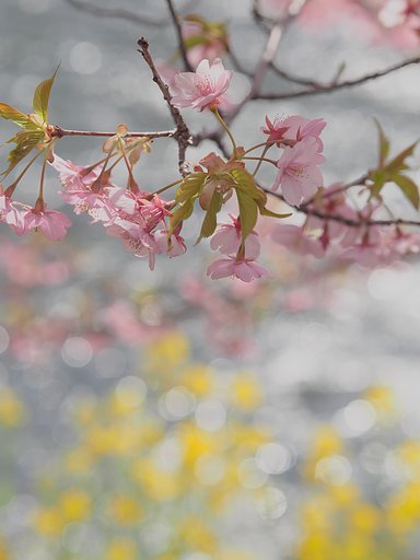 春のゆらめき