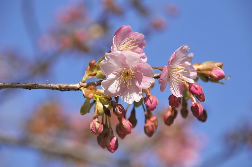 春の便り　河津桜