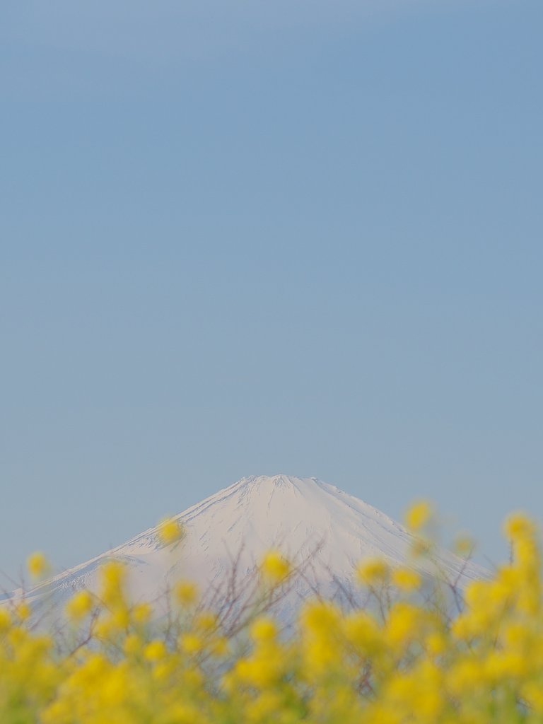 春の色