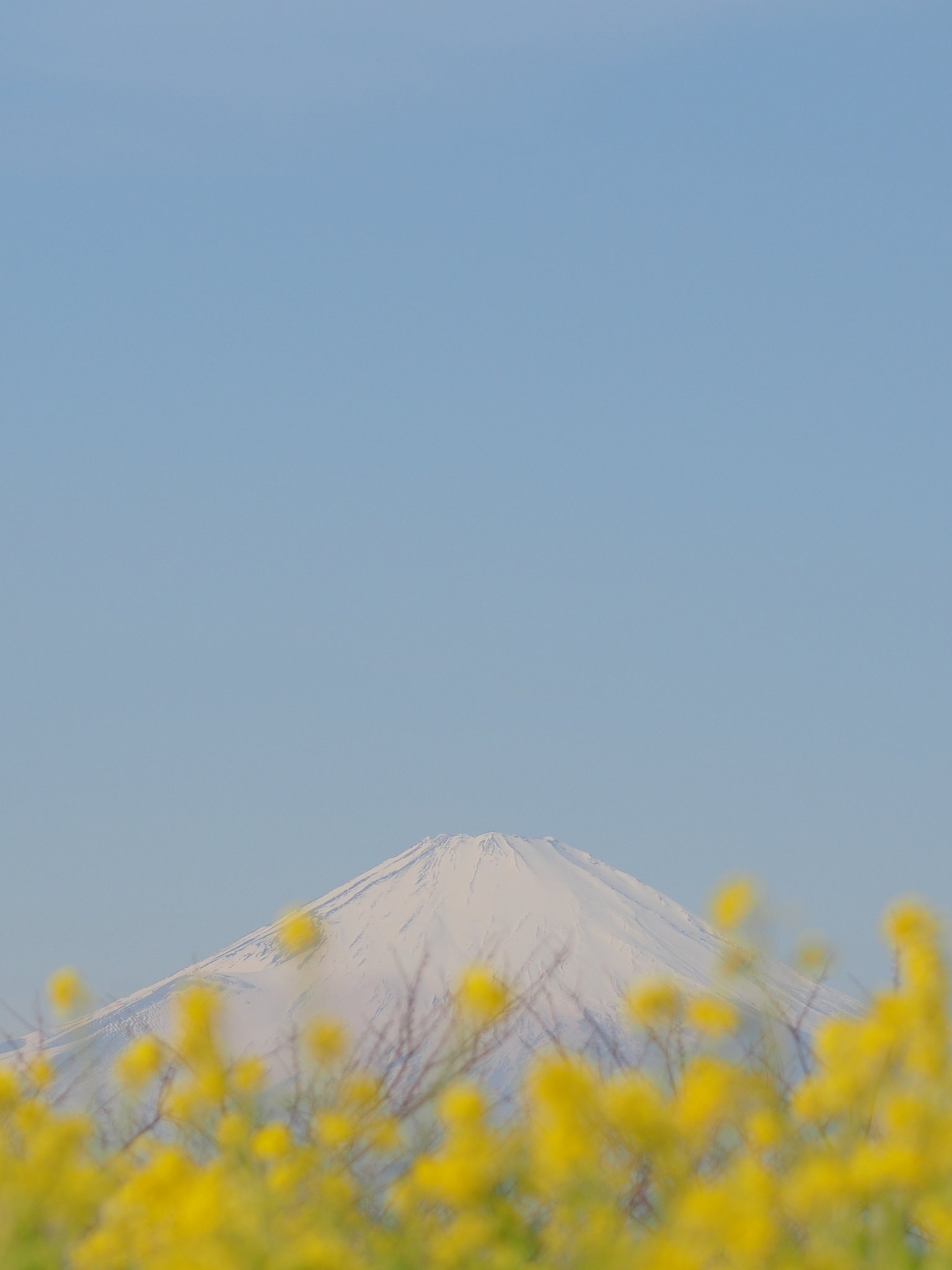 春の色