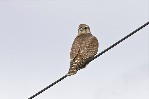 コチョウゲンボウ♀