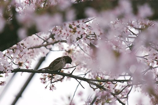 サクラ雀の憂鬱