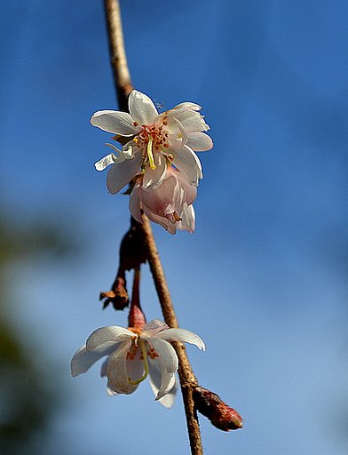 １月１２日の桜