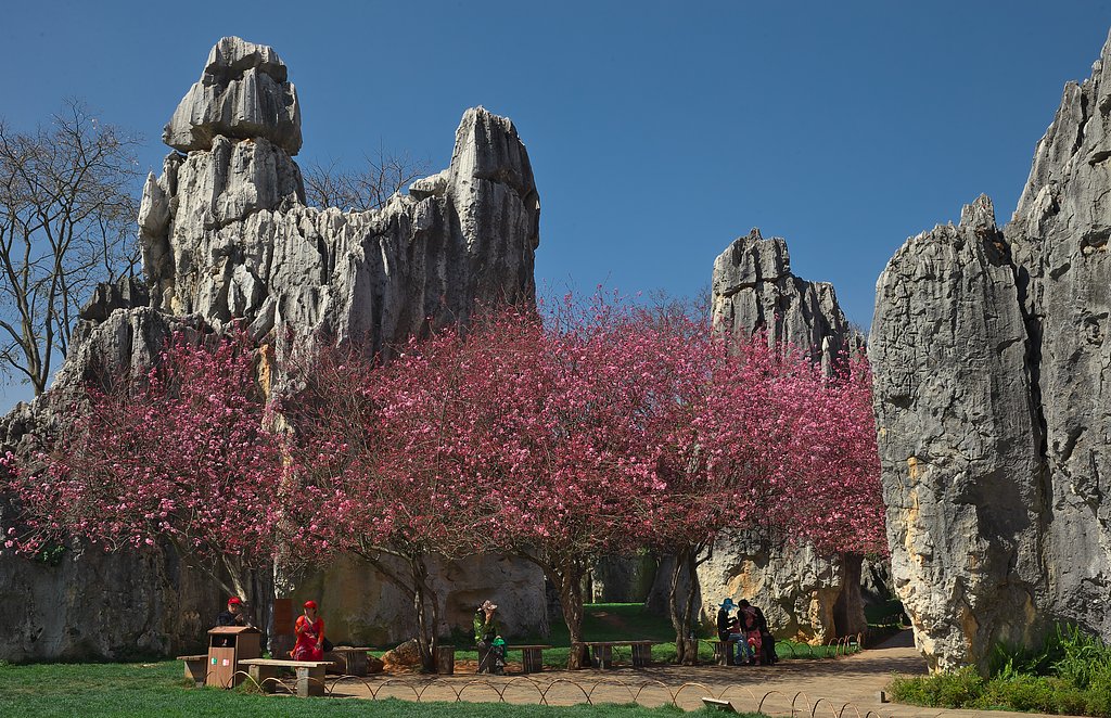 Stone Forest