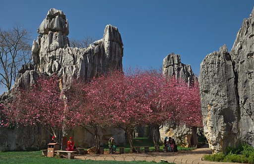 Stone Forest