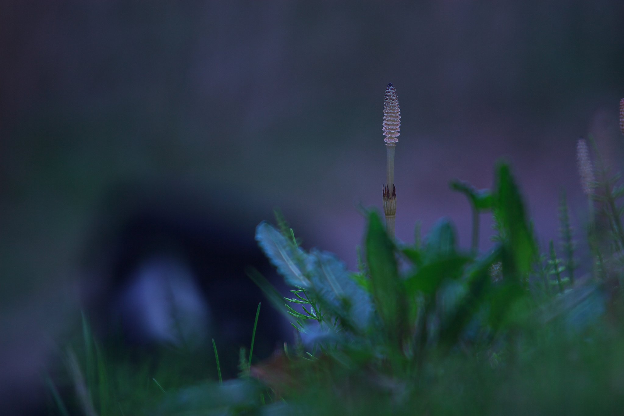 早春