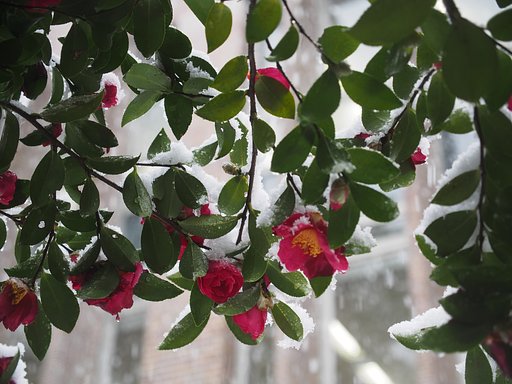 雪宿り
