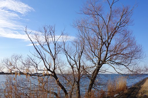 川岸で見かけた枯れ木