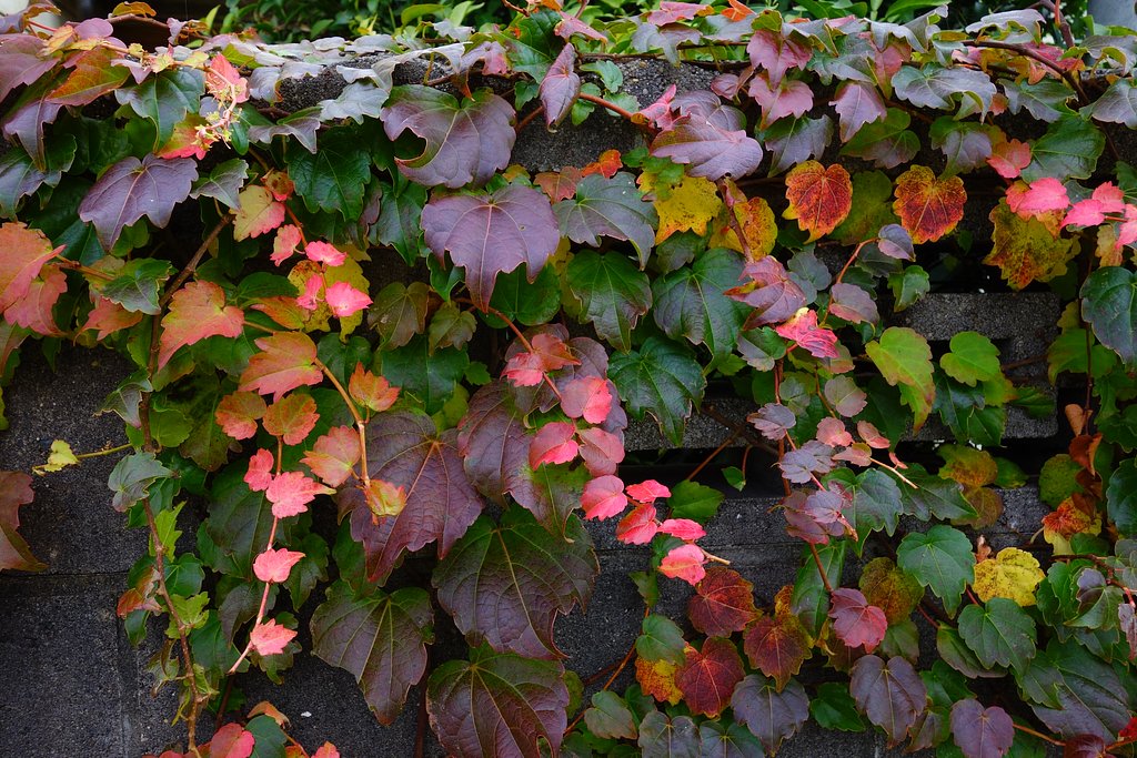 蔦の紅葉