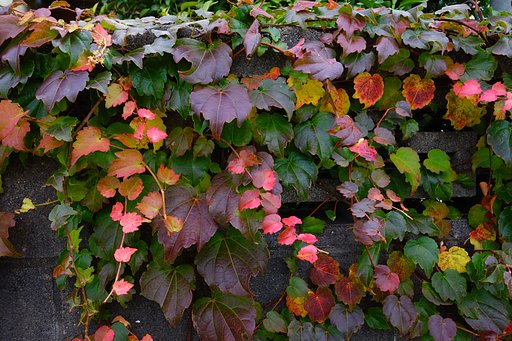 蔦の紅葉