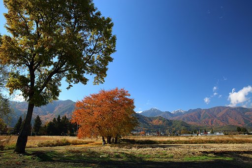 水神の桜の紅葉と常念岳の冠雪